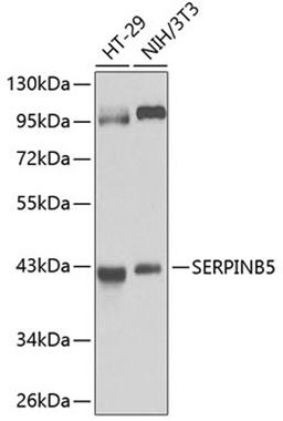 Western blot - SERPINB5 antibody (A14042)