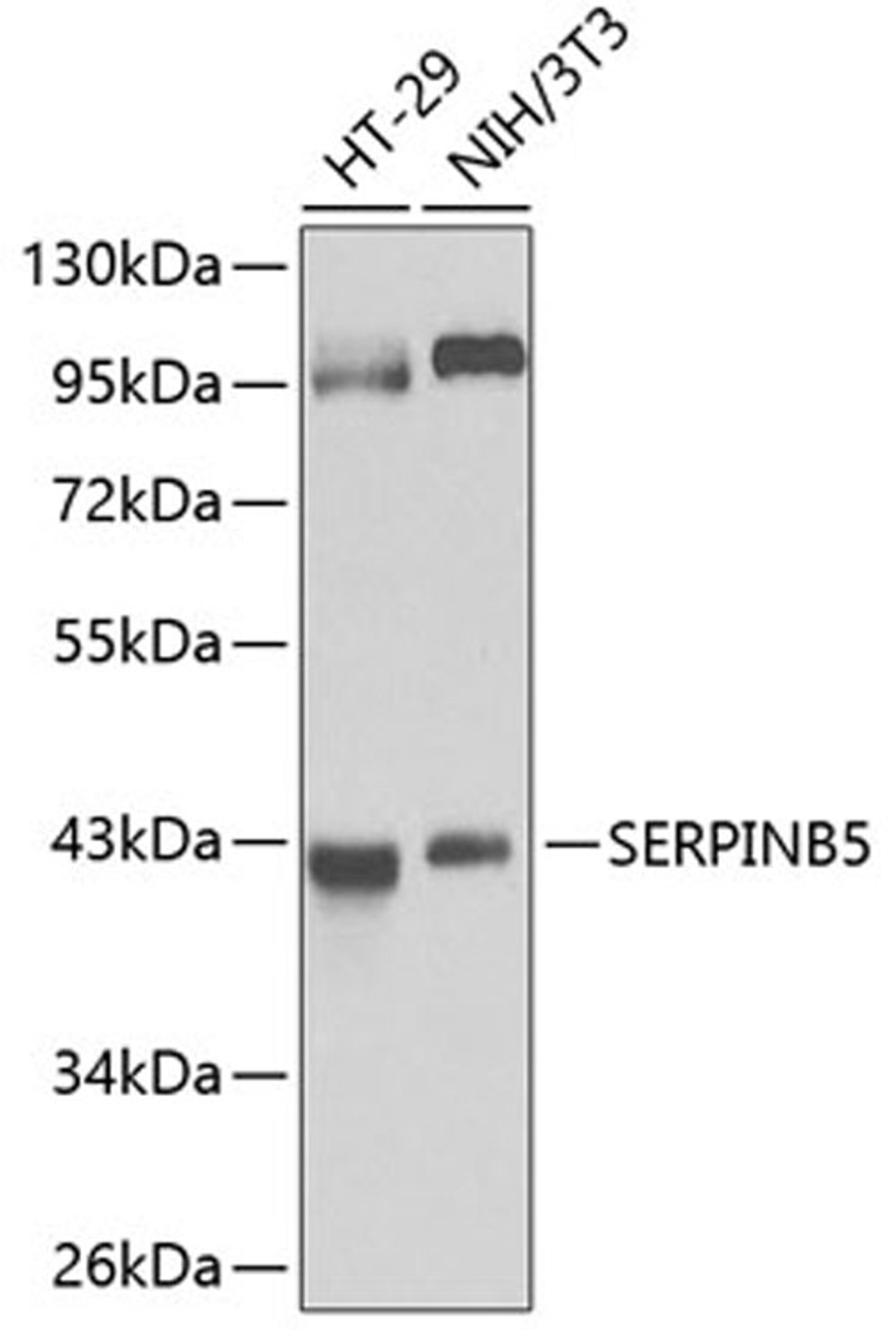 Western blot - SERPINB5 antibody (A14042)