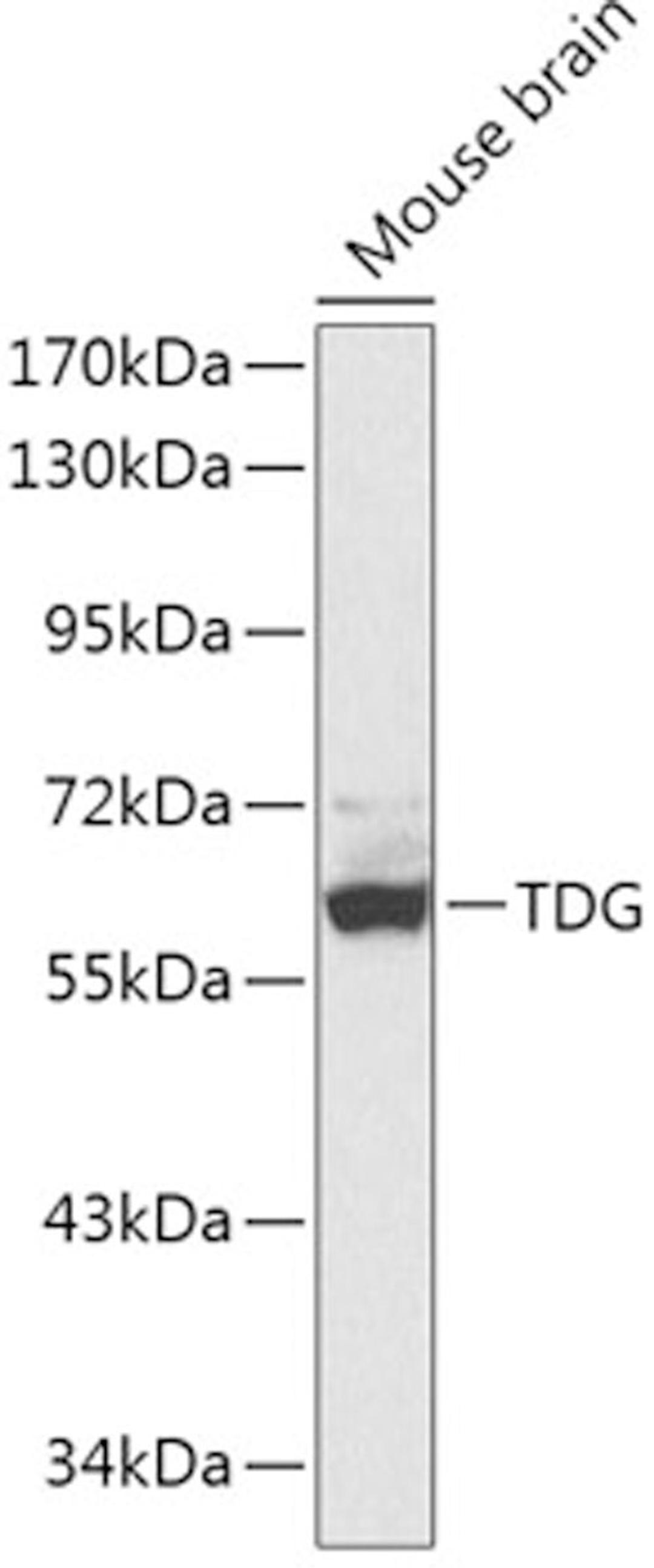 Western blot - TDG antibody (A1262)