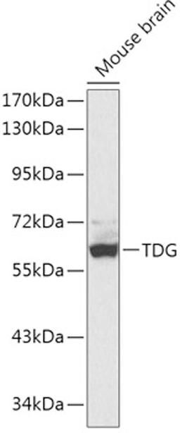 Western blot - TDG antibody (A1262)