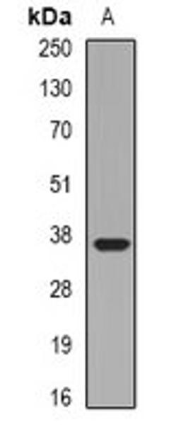 Western blot analysis of HepG2 (Lane1) whole cell lysates using LIMS1 antibody