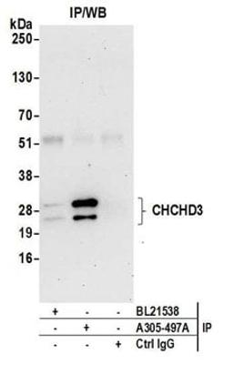 Detection of human CHCHD3 by western blot of immunoprecipitates.