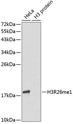 Western blot - MonoMethyl-Histone H3-R26 antibody (A3163)