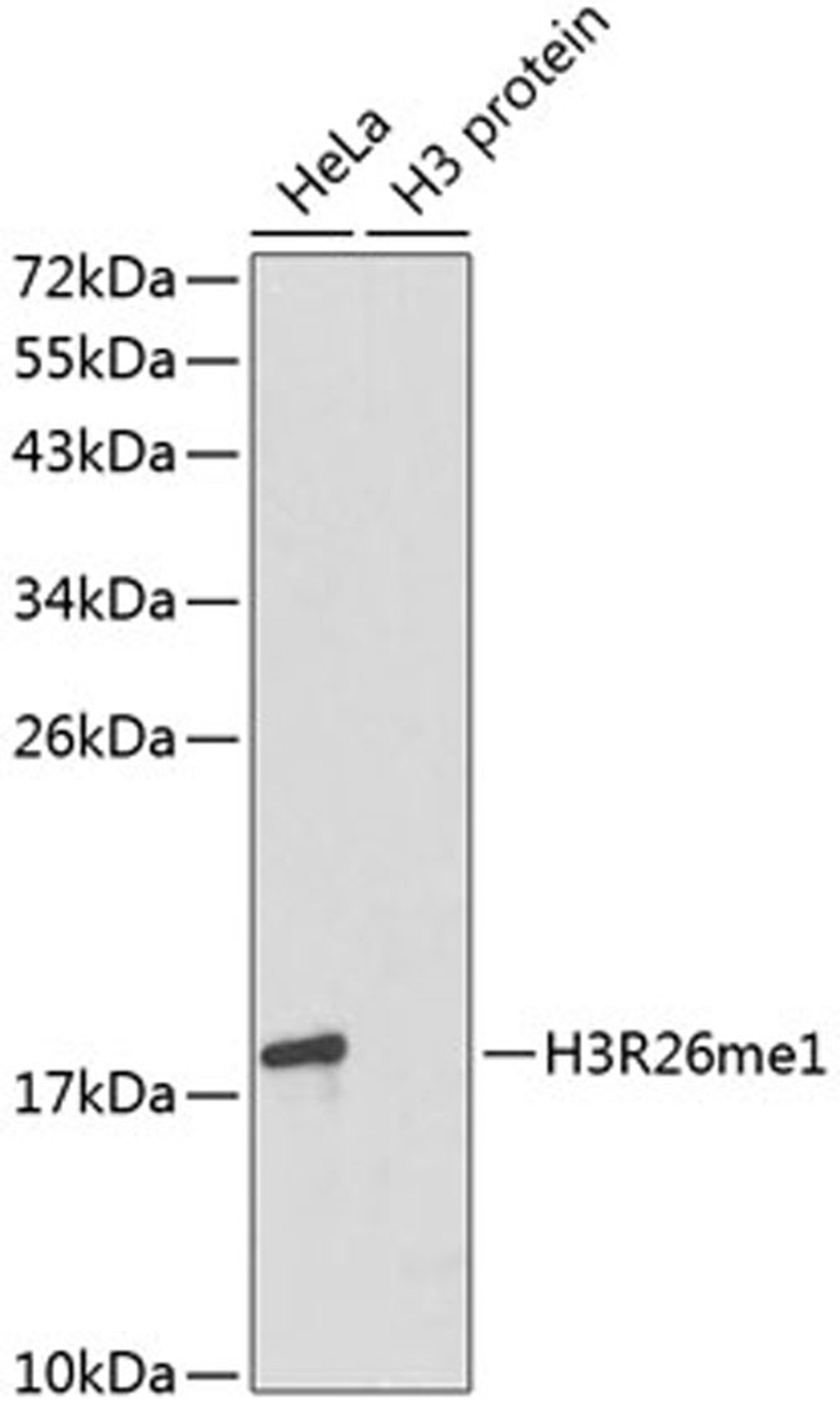 Western blot - MonoMethyl-Histone H3-R26 antibody (A3163)