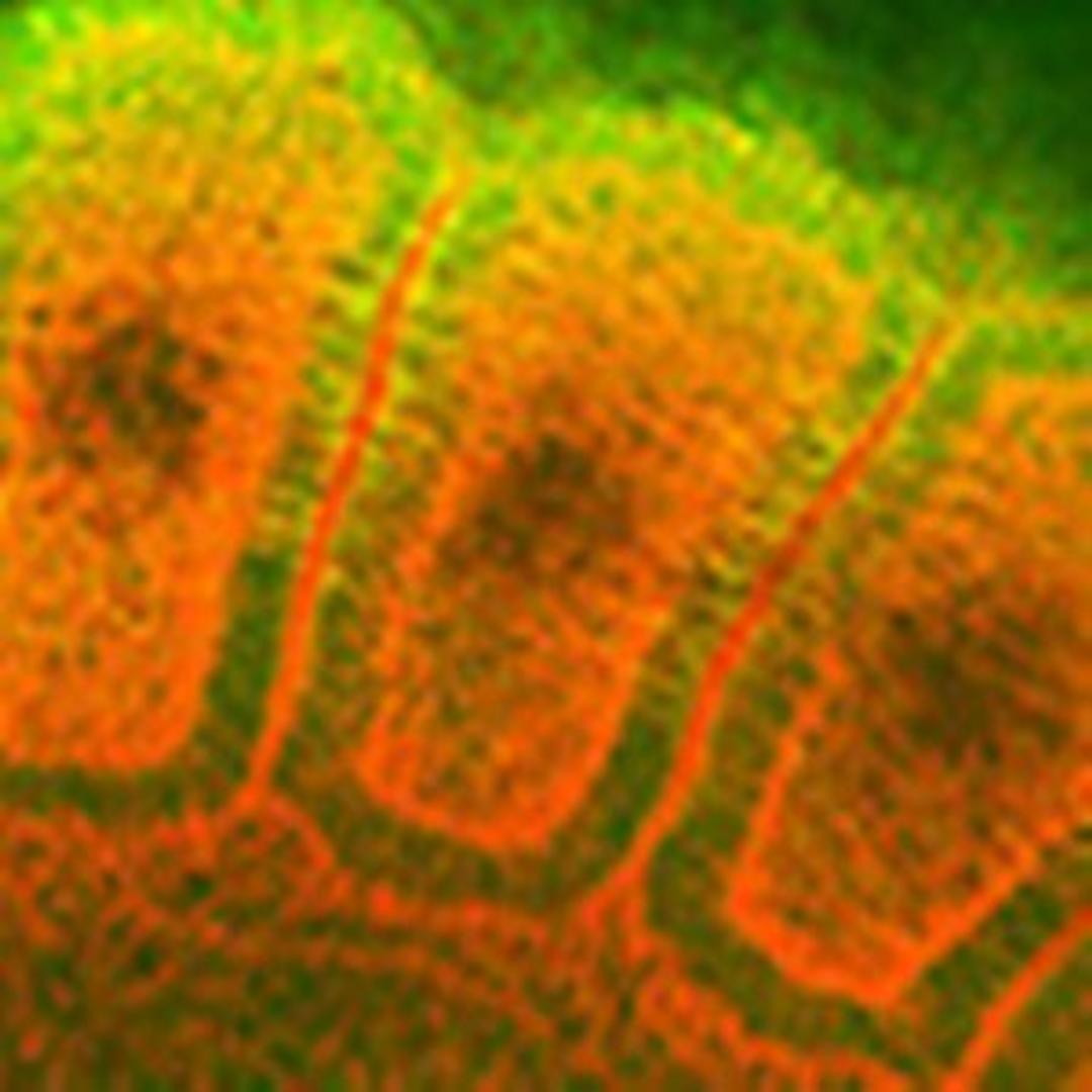 Immunohistochemical analysis of formalin-fixed and paraffin embedded rat embryo at 11 days of gestation, Red is rhodamine-phalloidin labeled actin and green is Hsp27 using Hsp25 antibody