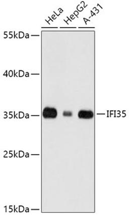 Western blot - IFI35 antibody (A16384)