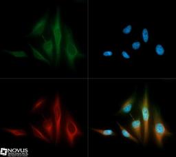 Immunocytochemistry/Immunofluorescence: DRP1 Antibody [NB110-55288] - DRP1 antibody was tested in HeLa cells with Dylight 488 (green). Nuclei and alpha-tubulin were counterstained with DAPI (blue) and Dylight 550 (red).