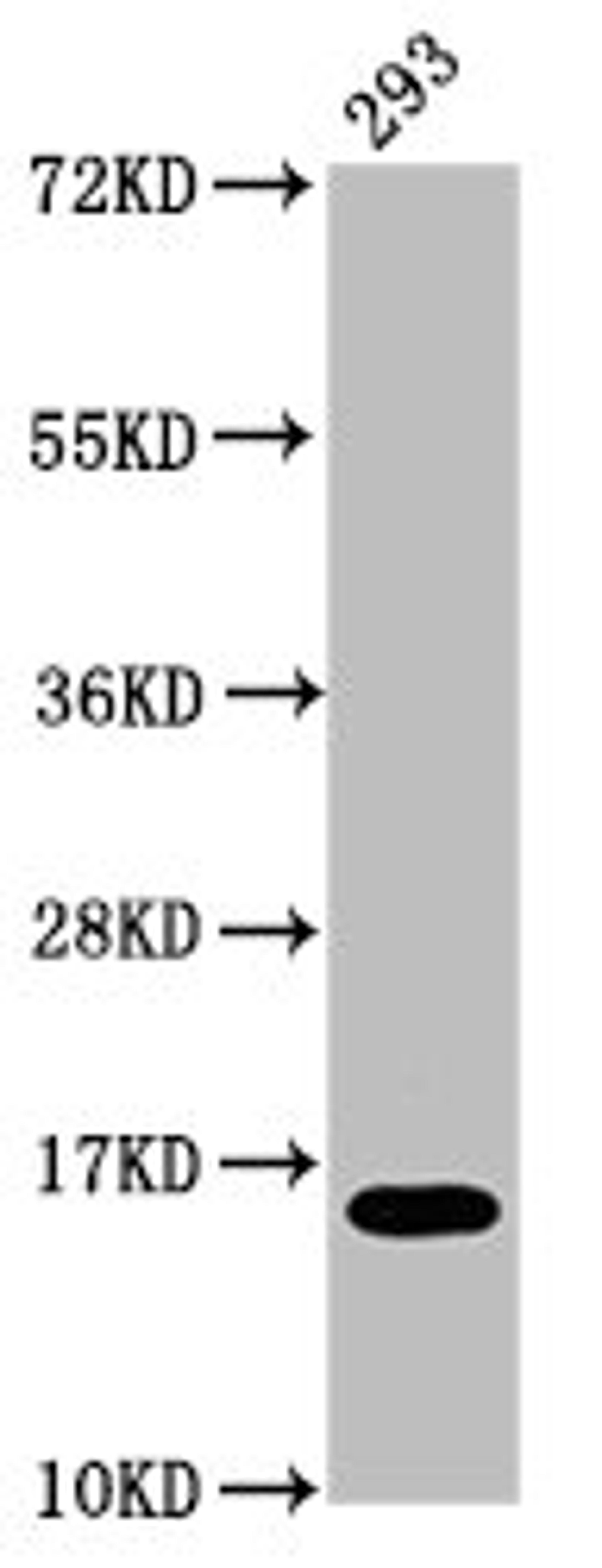 Western Blot. Positive WB detected in: 293 whole cell lysate. All lanes: H2AFX antibody at 0.12µg/ml. Secondary. Goat polyclonal to rabbit IgG at 1/50000 dilution. Predicted band size: 16 kDa. Observed band size: 16 kDa
