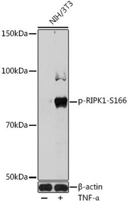 Western blot - Phospho-RIPK1-S166 antibody (AP1115)
