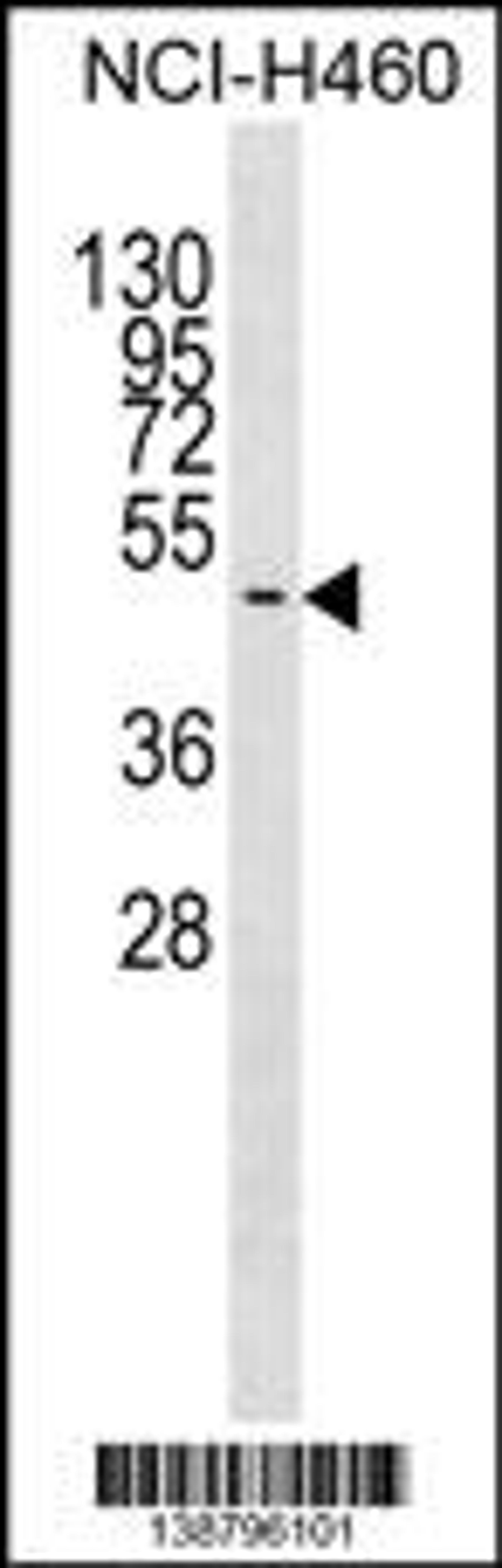 Western blot analysis in NCI-H460 cell line lysates (35ug/lane).