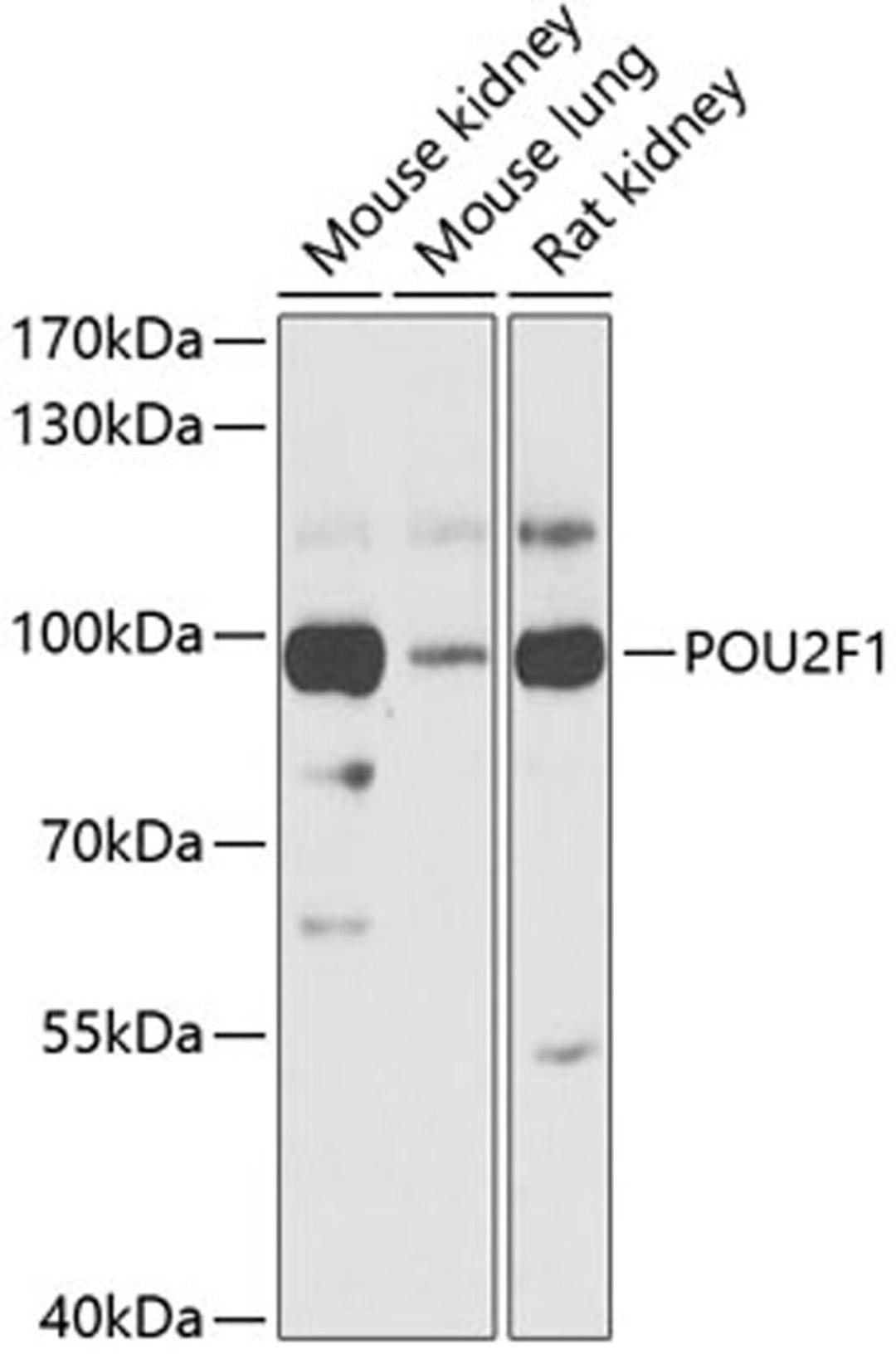 Western blot - POU2F1 antibody (A13527)