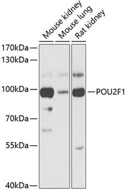 Western blot - POU2F1 antibody (A13527)