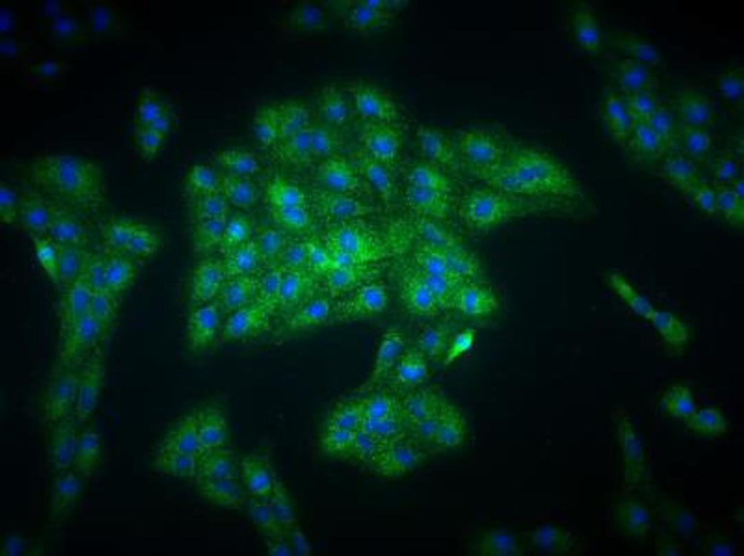 Immunocytochemistry/Immunofluorescence: EGLN1/PHD2 Antibody [NB100-2219] - analysis of PHD2 in ARPE-19 cells using anti-PHD2 antibody. Image from veriifed customer review.