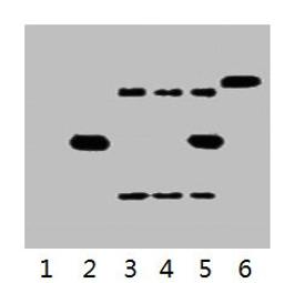 IP antibody use: 5µg His Mouse IgG1 per ml Lysate, WB 1:3000. Lane 1: untransfected 293 cell lysate. Lane 2: transfected 293 cell lysate with His-tag fusion protein. Lane 3: IP (untransfected 293 + anti-His mAb + Protein G agarose). Lane 4: IP (transfected 293 + normal Mouse IgG + Protein G agarose). Lane 5: IP (transfected 293 + anti-His mAb + Protein G agarose). Lane 6: Recombinant protein (E.coli).