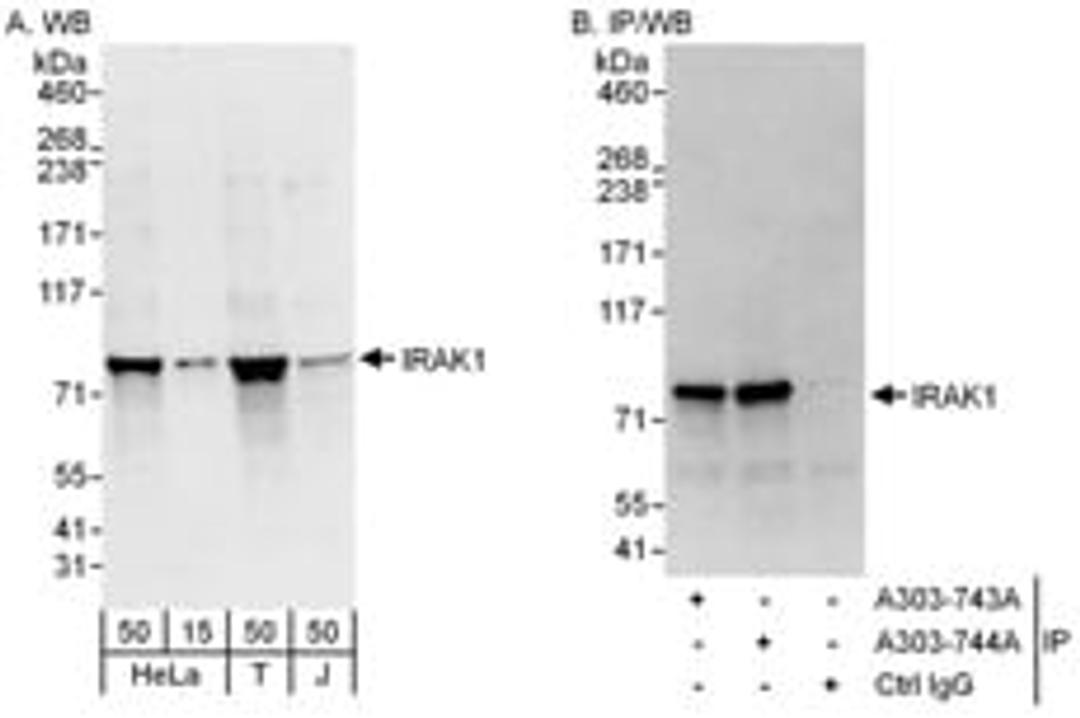 Detection of human IRAK1 by western blot and immunoprecipitation.