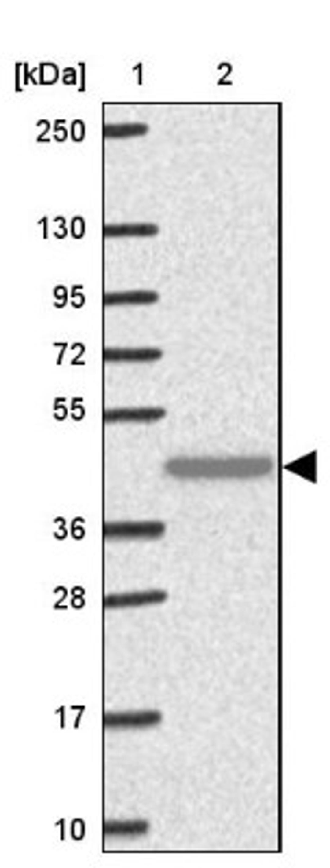 Western Blot: TAS2R38 Antibody [NBP2-33711] - Lane 1: Marker [kDa] 250, 130, 95, 72, 55, 36, 28, 17, 10<br/>Lane 2: Human cell line RT-4