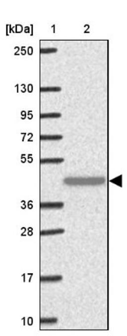 Western Blot: TAS2R38 Antibody [NBP2-33711] - Lane 1: Marker [kDa] 250, 130, 95, 72, 55, 36, 28, 17, 10<br/>Lane 2: Human cell line RT-4