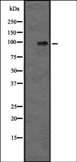 Western blot analysis of MOLT4 whole cell lysate using MAP4K5 antibody