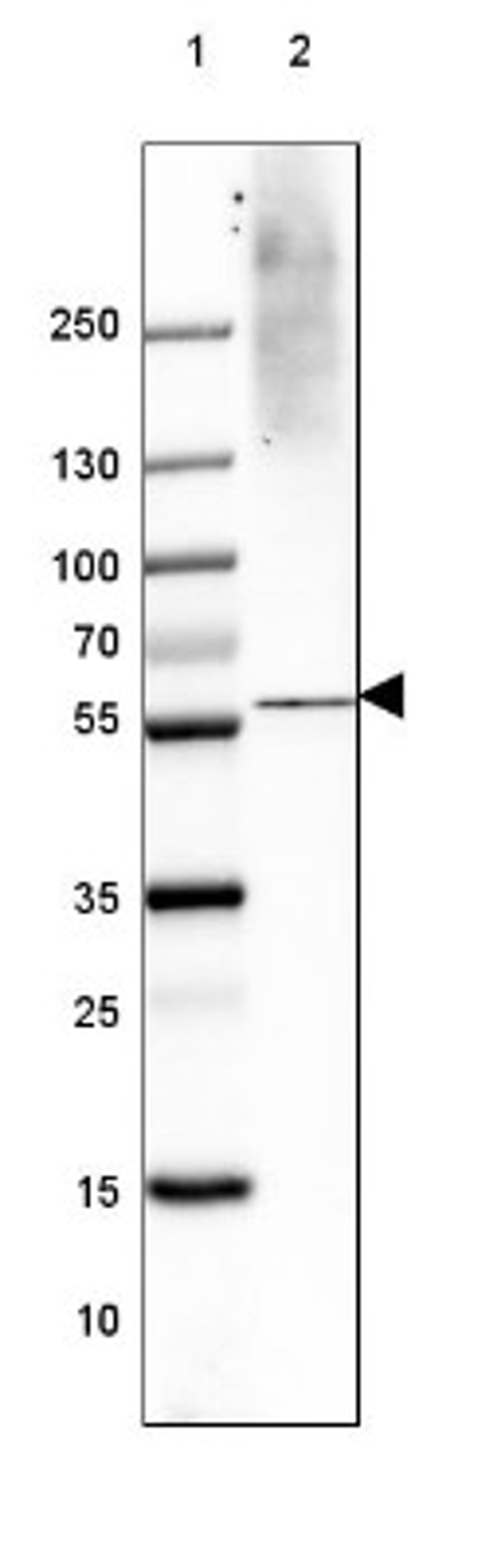 Western Blot: VGLUT1 Antibody (2754) [NBP2-46627] - Lane 1: Marker [kDa] 250, 130, 100, 70, 55, 35, 25, 15, 10.  Lane 2: Human Cerebral Cortex tissue