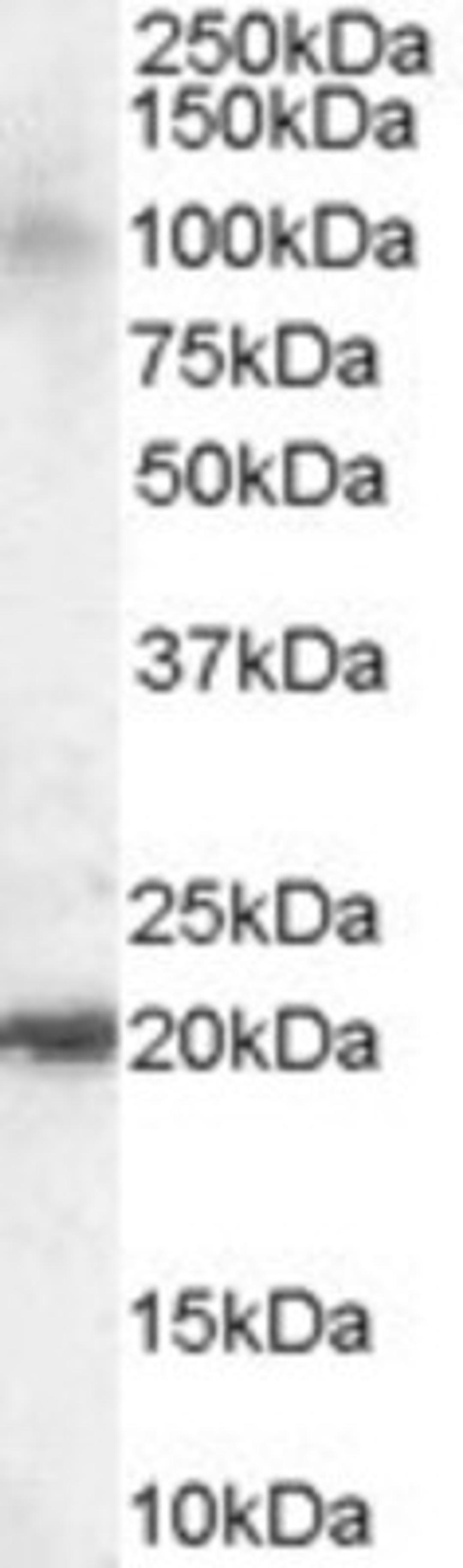 Western Blot: JWA Antibody [NB100-1105] - (0.1ug/ml) of Human Brain lysate (RIPA buffer, 35ug total protein per lane). Primary incubated for 1 hour. Detected by western blot using chemiluminescence.