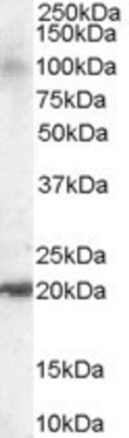 Western Blot: JWA Antibody [NB100-1105] - (0.1ug/ml) of Human Brain lysate (RIPA buffer, 35ug total protein per lane). Primary incubated for 1 hour. Detected by western blot using chemiluminescence.