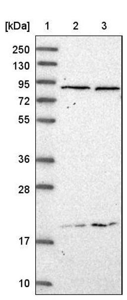 Western Blot: C20orf62 Antibody [NBP1-94085] - Lane 1: Marker [kDa] 250, 130, 95, 72, 55, 36, 28, 17, 10<br/>Lane 2: Human cell line RT-4<br/>Lane 3: Human cell line U-251MG sp