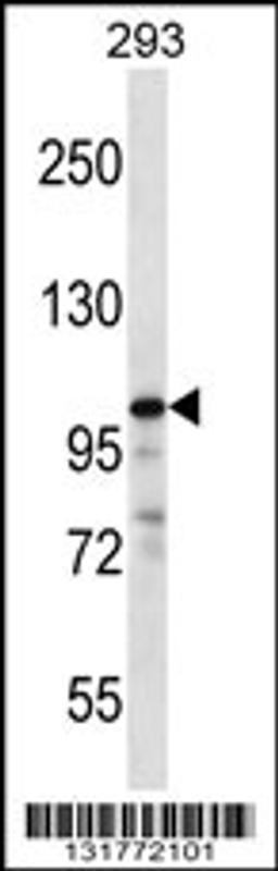 Western blot analysis in 293 cell line lysates (35ug/lane).