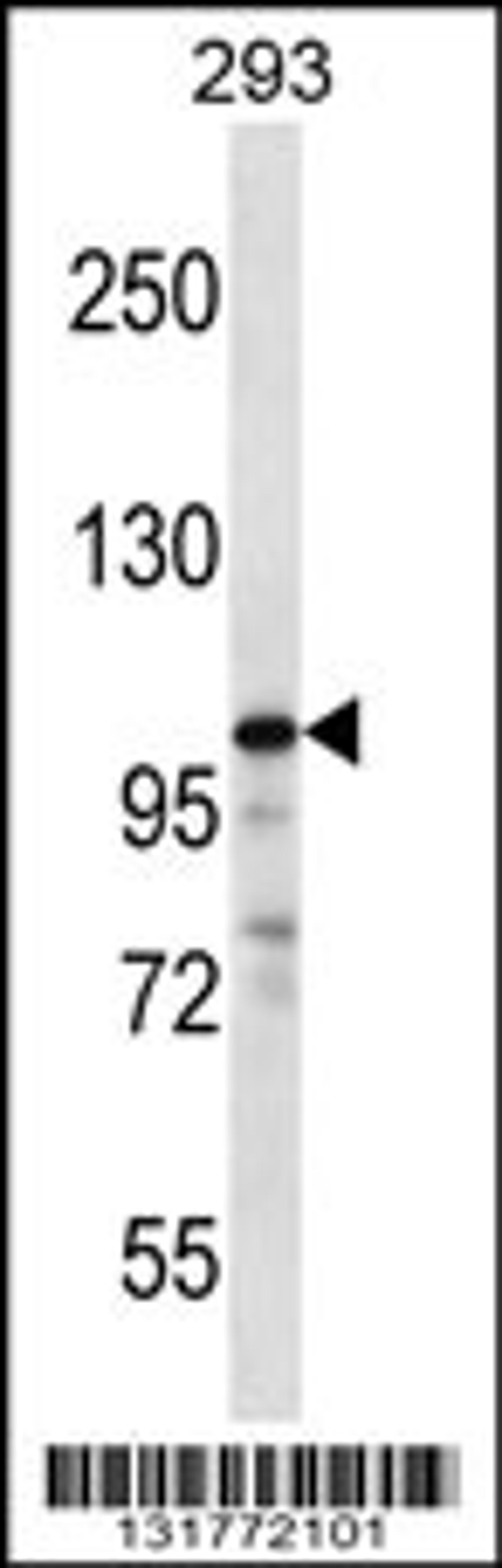 Western blot analysis in 293 cell line lysates (35ug/lane).