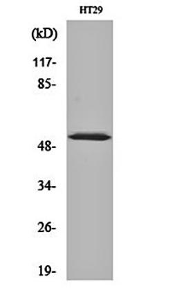 Western blot analysis of HT29 cell lysates using p53 (phospho-S33) antibody