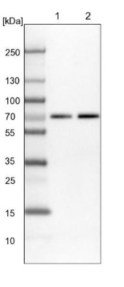 Western Blot: IRF2BP2 Antibody [NBP1-93674] - Lane 1: NIH-3T3 cell lysate (Mouse embryonic fibroblast cells)<br/>Lane 2: NBT-II cell lysate (Rat Wistar bladder tumour cells)