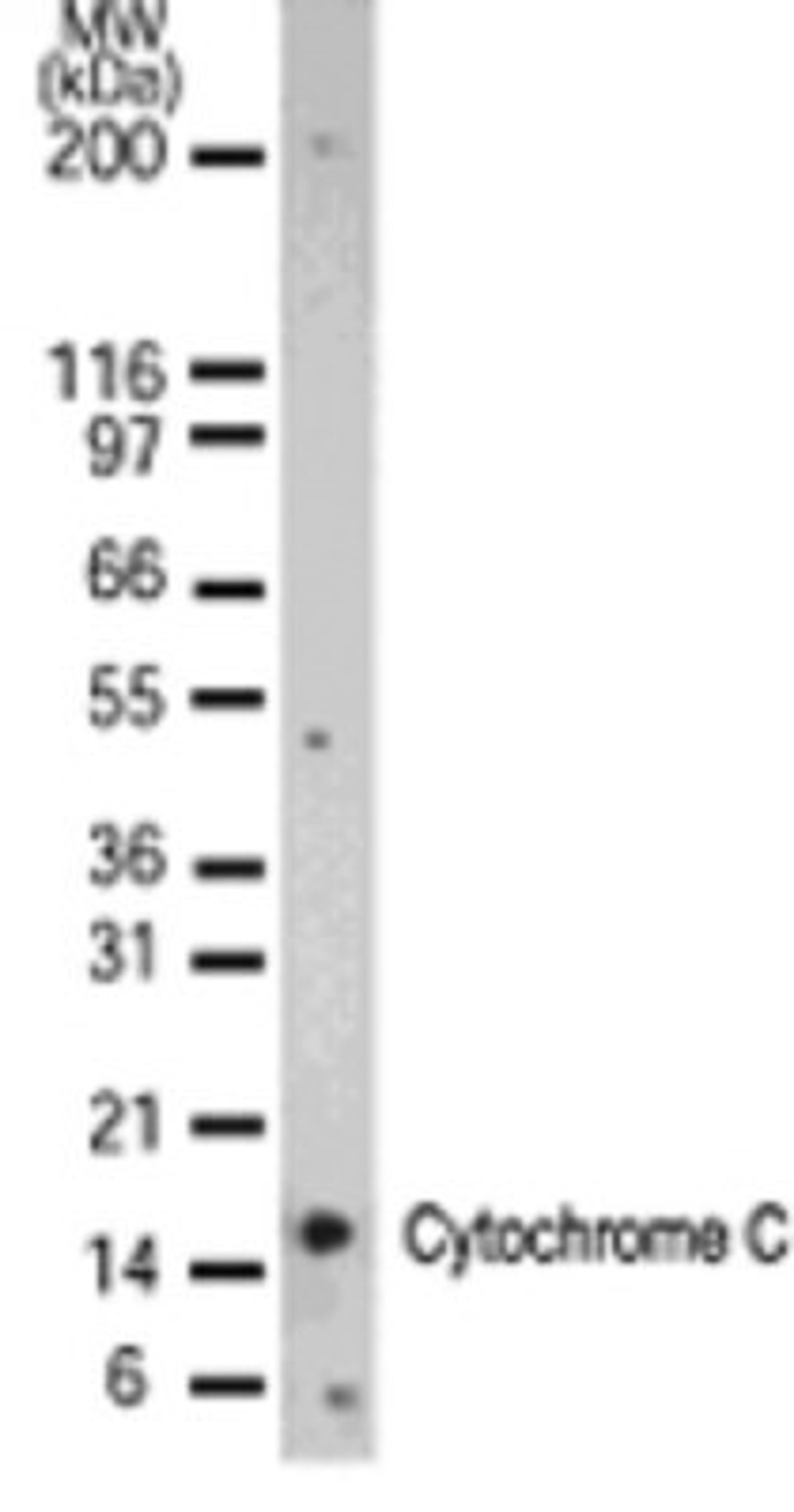 Western Blot: Cytochrome c Antibody (7H8.2C12) [NB100-56503] - Analysis using the Biotin conjugate of NB100-56503. Detection of Cytochrome C in 15 mgs of HeLa cell lysate using NB100-55775 at 1:1000. A 15 kDa band is detected.