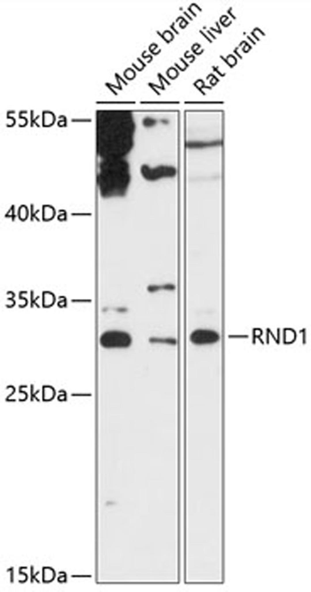 Western blot - RND1 antibody (A13705)