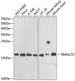 Western blot - TIMM17A antibody (A6449)