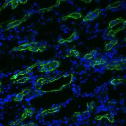 Immunocytochemistry/Immunofluorescence: Aquaporin-3 Antibody [NBP1-97927] - Rat kidney tissues using a 1 in 200 dilution, DAPI merge.