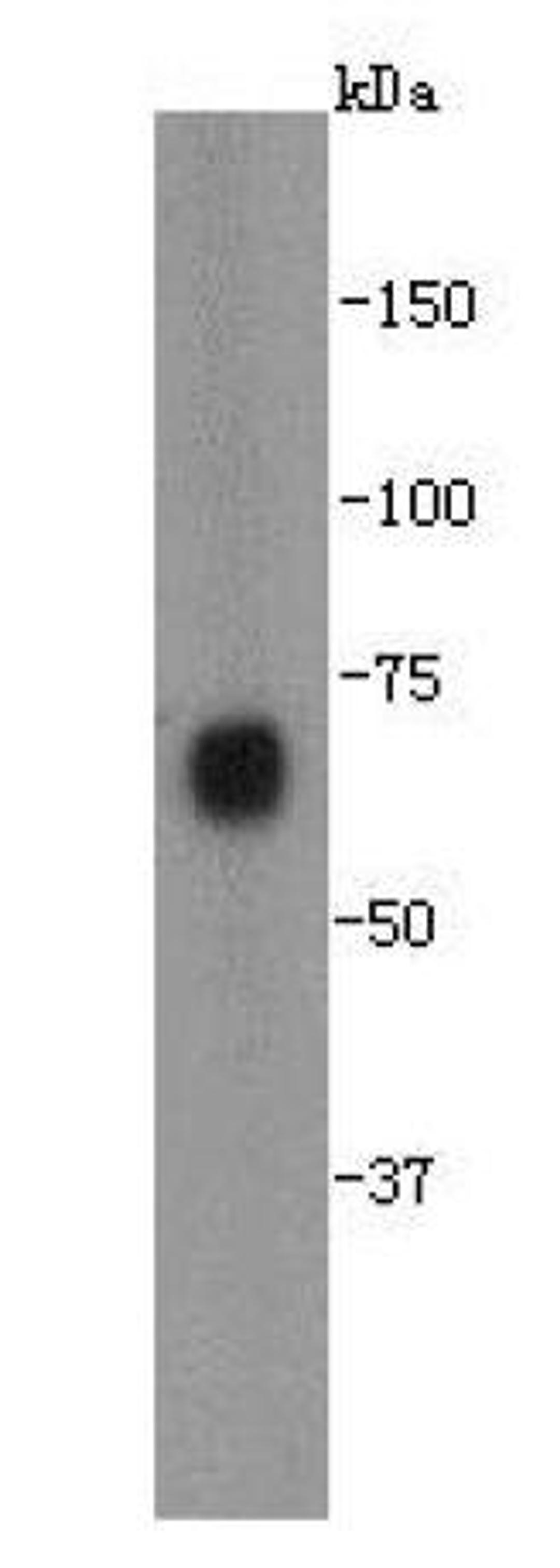 Western blot analysis of E.coli cell using NusA antibody