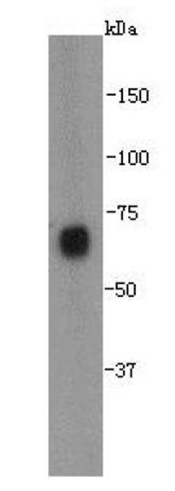 Western blot analysis of E.coli cell using NusA antibody