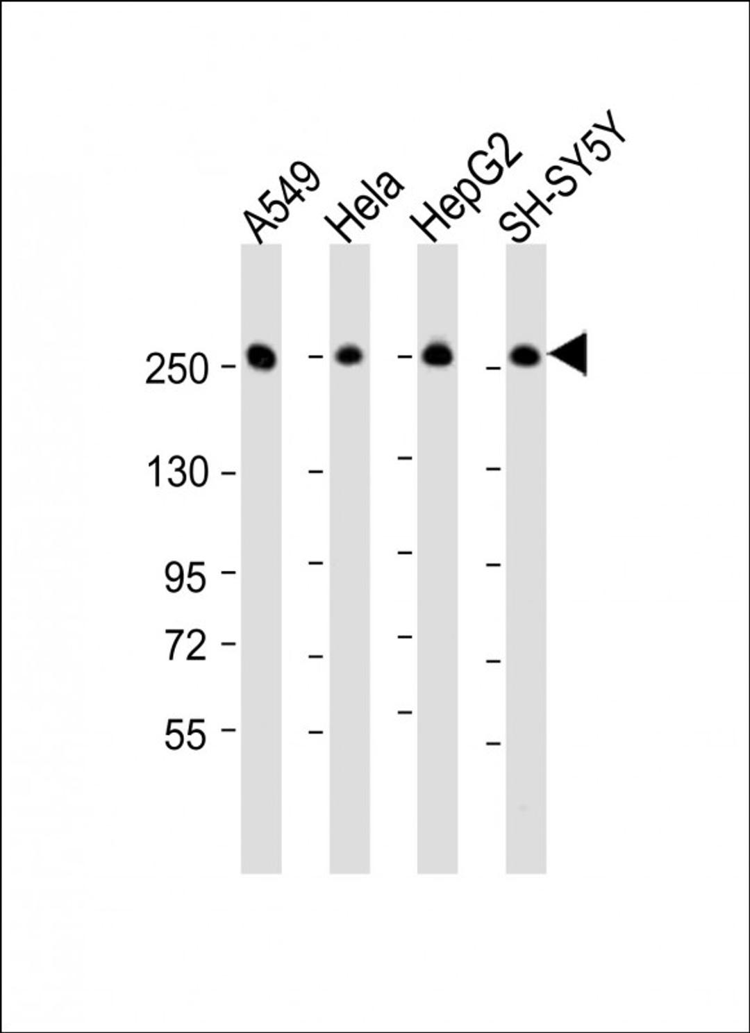 Western Blot at 1:16000 dilution Lane 1: A549 whole cell lysate Lane 2: Hela whole cell lysate Lane 3: HepG2 whole cell lysate Lane 4: SH-SY5Y whole cell lysate Lysates/proteins at 20 ug per lane.