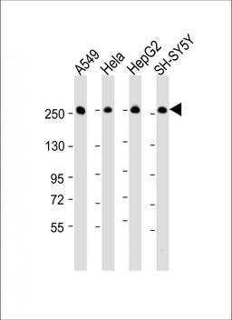 Western Blot at 1:16000 dilution Lane 1: A549 whole cell lysate Lane 2: Hela whole cell lysate Lane 3: HepG2 whole cell lysate Lane 4: SH-SY5Y whole cell lysate Lysates/proteins at 20 ug per lane.