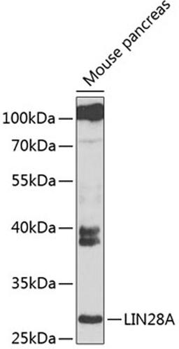 Western blot - LIN28A antibody (A6034)