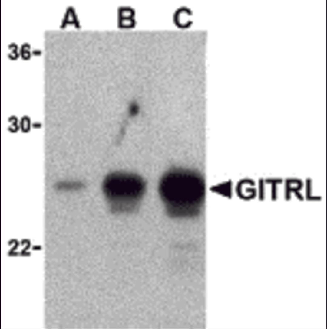 Western blot analysis of (A) 5 ng, (B) 25 ng, and (C) 50 ng of purified recombinant GITRL with ITRL antibody at 1 &#956;g/mL.