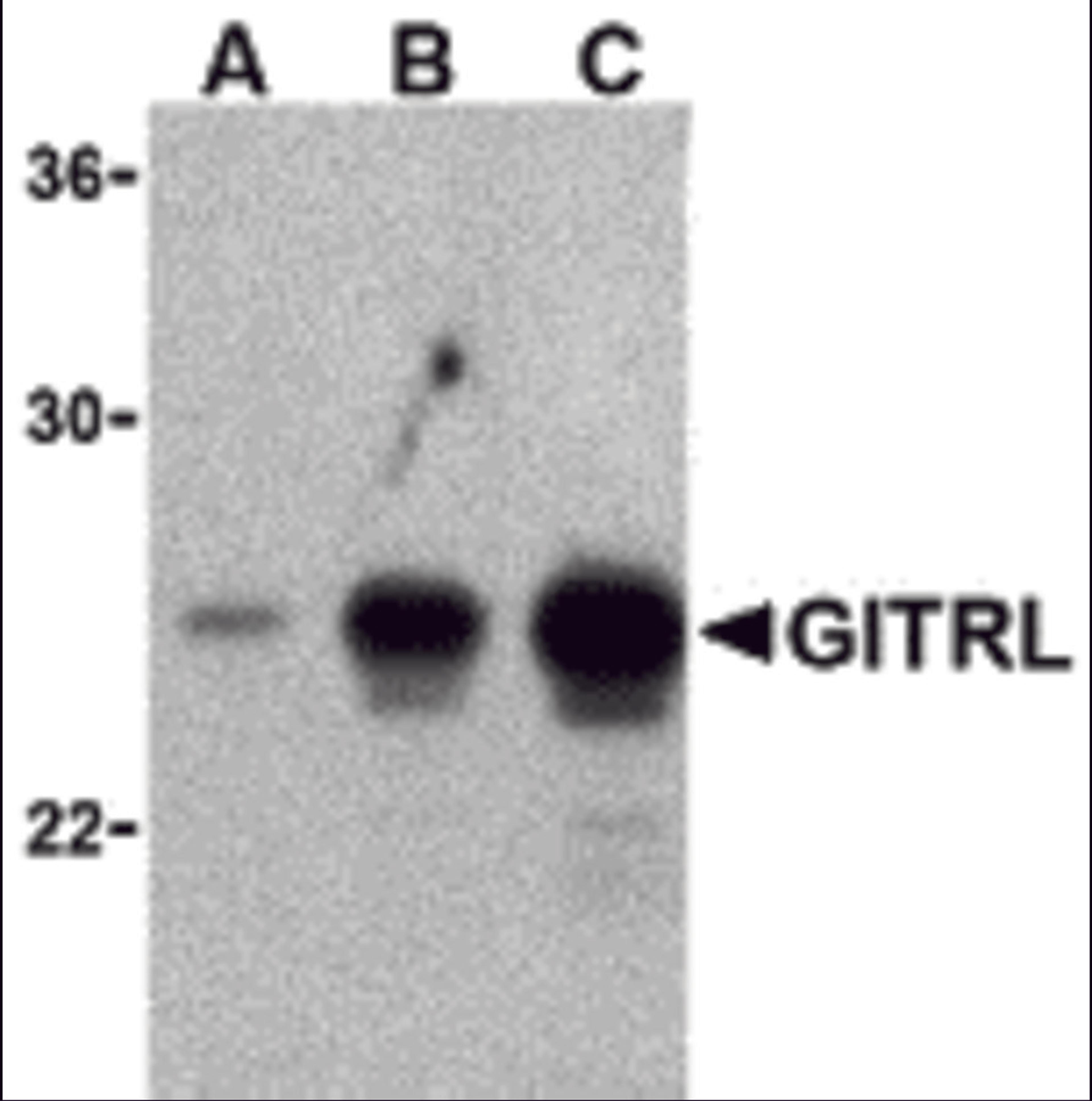 Western blot analysis of (A) 5 ng, (B) 25 ng, and (C) 50 ng of purified recombinant GITRL with ITRL antibody at 1 μg/mL.
