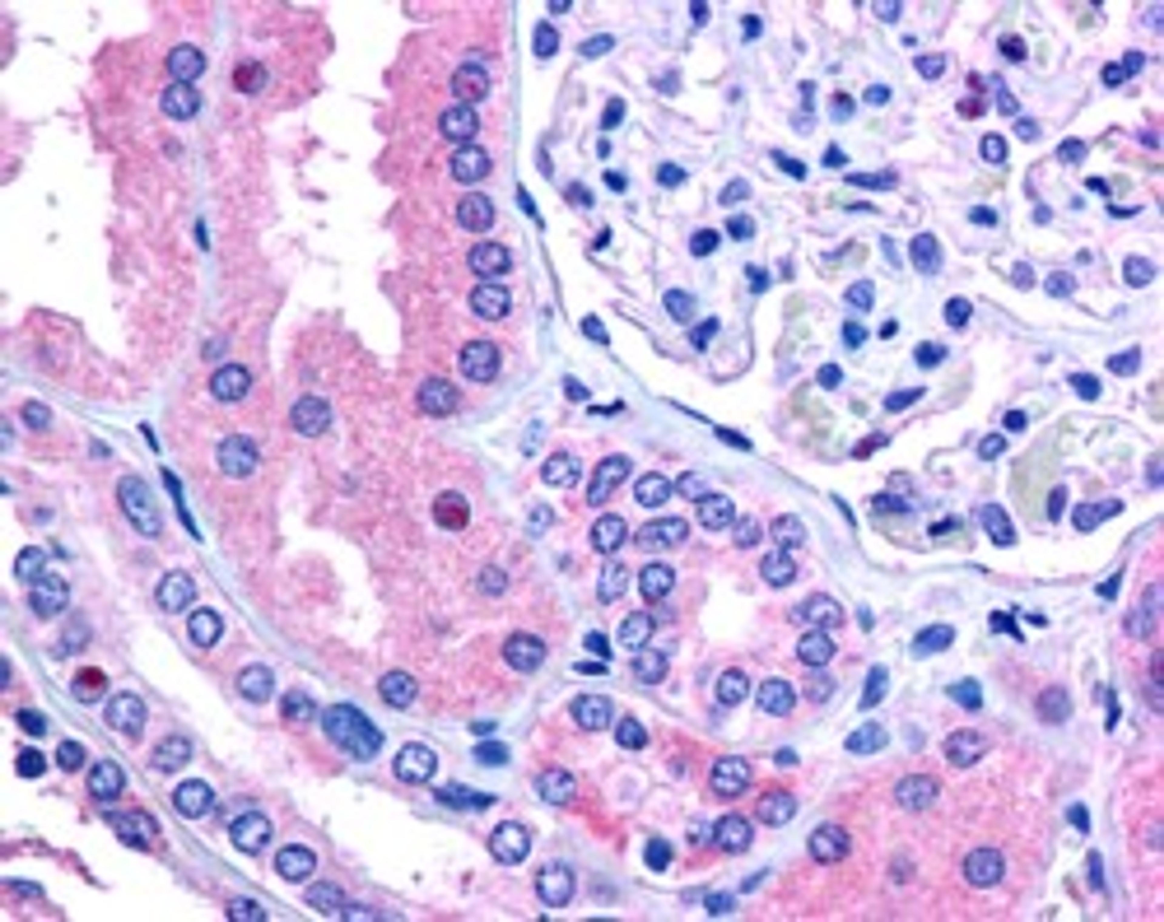 46-306 (2.5ug/ml) staining of paraffin embedded human kidney. Steamed antigen retrieval with citrate buffer pH 6, AP-staining