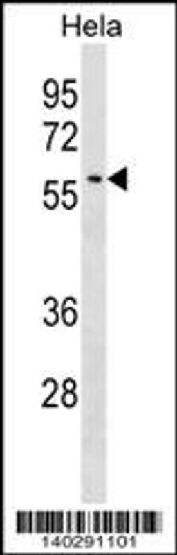 Western blot analysis in Hela cell line lysates (35ug/lane).