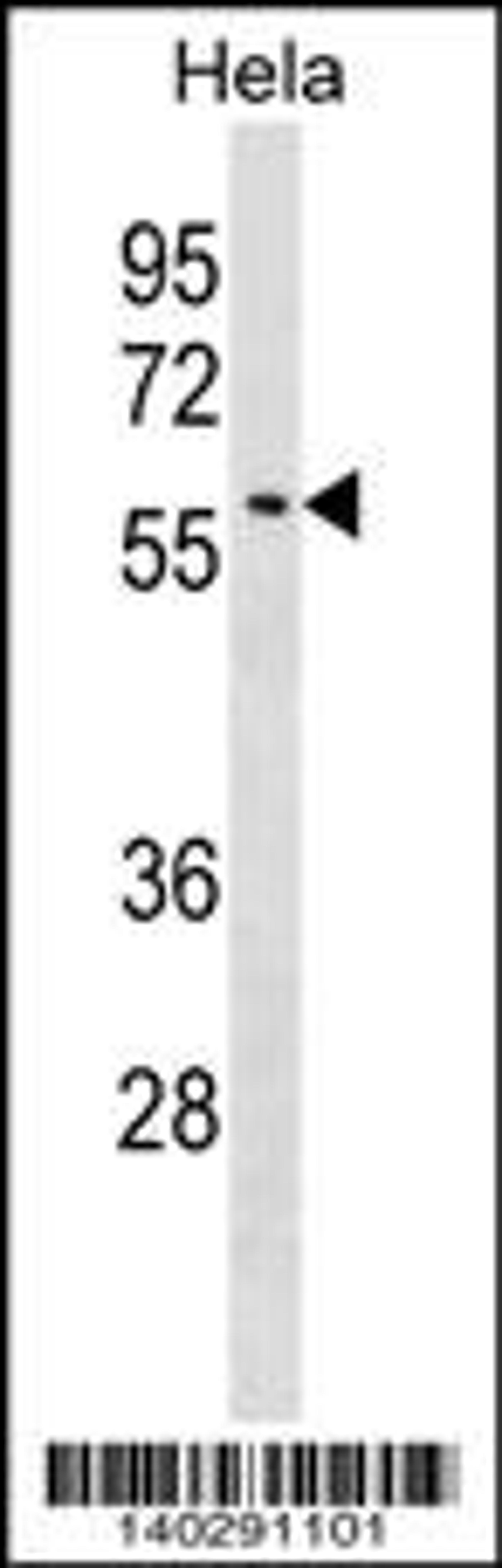 Western blot analysis in Hela cell line lysates (35ug/lane).