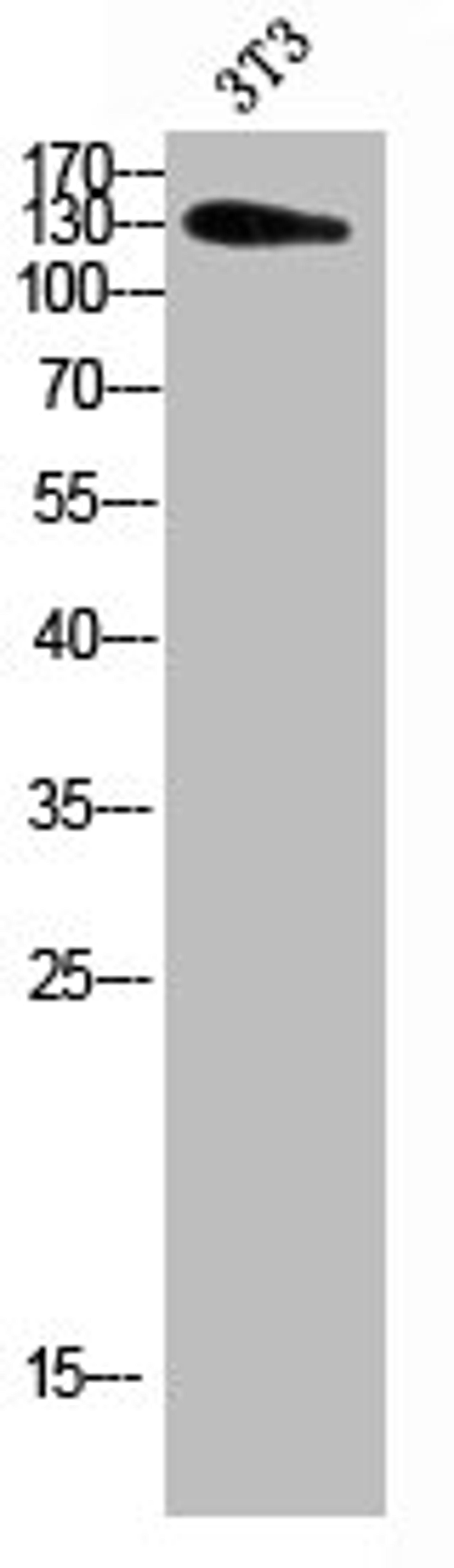Western blot analysis of 3T3 using ADAMTS-18 antibody.. Secondary antibody  was diluted at 1:20000