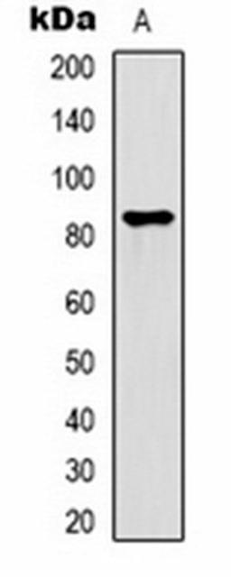 Western blot analysis of  HepG2 (Lane1) whole cell lysates using PI3K p85 beta antibody