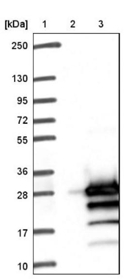 Western Blot: PPP1R14D/GBPI-1 Antibody [NBP1-85484] - Lane 1: Marker [kDa] 250, 130, 95, 72, 55, 36, 28, 17, 10<br/>Lane 2: Negative control (vector only transfected HEK293T lysate)<br/>Lane 3: Over-expression lysate (Co-expressed with a C-terminal myc-DDK tag (~3.1 kDa) in mammalian HEK293T cells, LY413594)