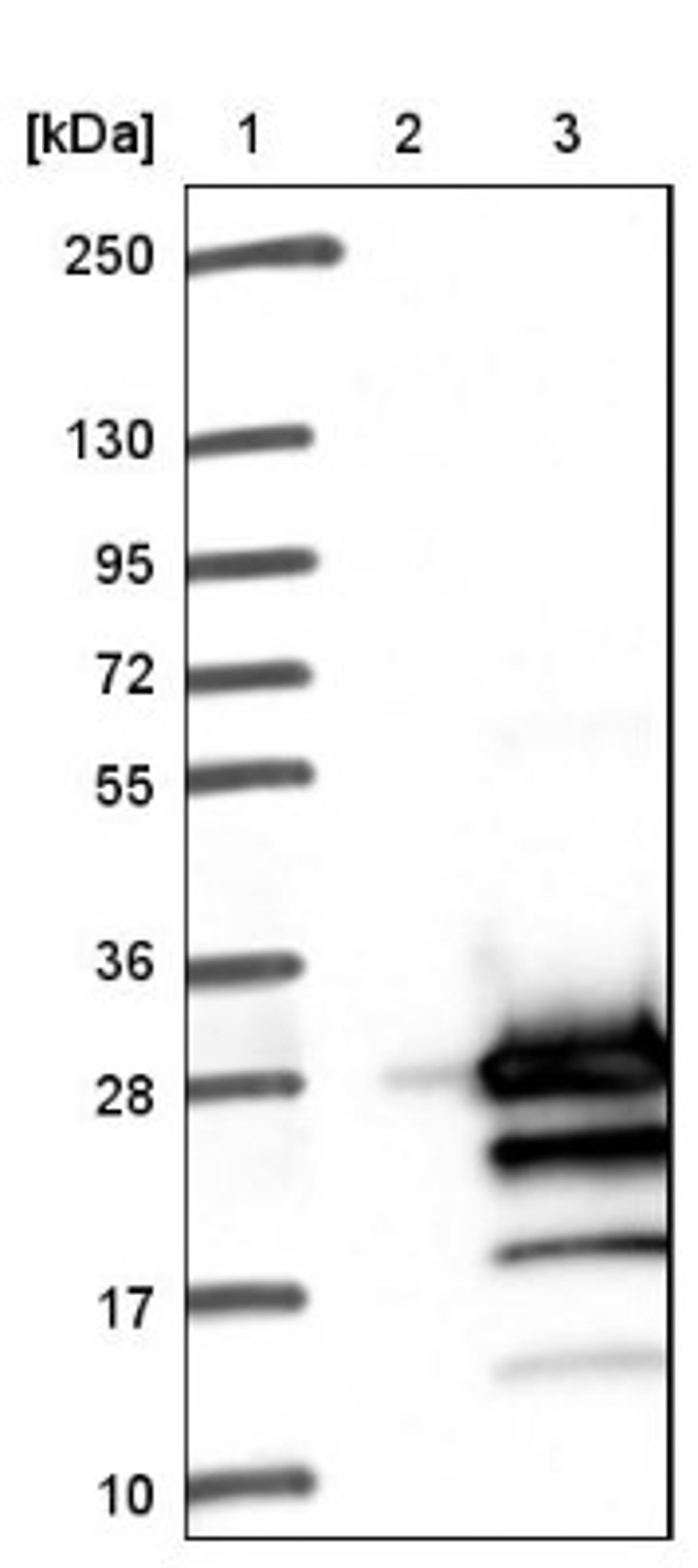 Western Blot: PPP1R14D/GBPI-1 Antibody [NBP1-85484] - Lane 1: Marker [kDa] 250, 130, 95, 72, 55, 36, 28, 17, 10<br/>Lane 2: Negative control (vector only transfected HEK293T lysate)<br/>Lane 3: Over-expression lysate (Co-expressed with a C-terminal myc-DDK tag (~3.1 kDa) in mammalian HEK293T cells, LY413594)