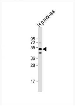 Western Blot at 1:1000 dilution + human pancreas lysate Lysates/proteins at 20 ug per lane.