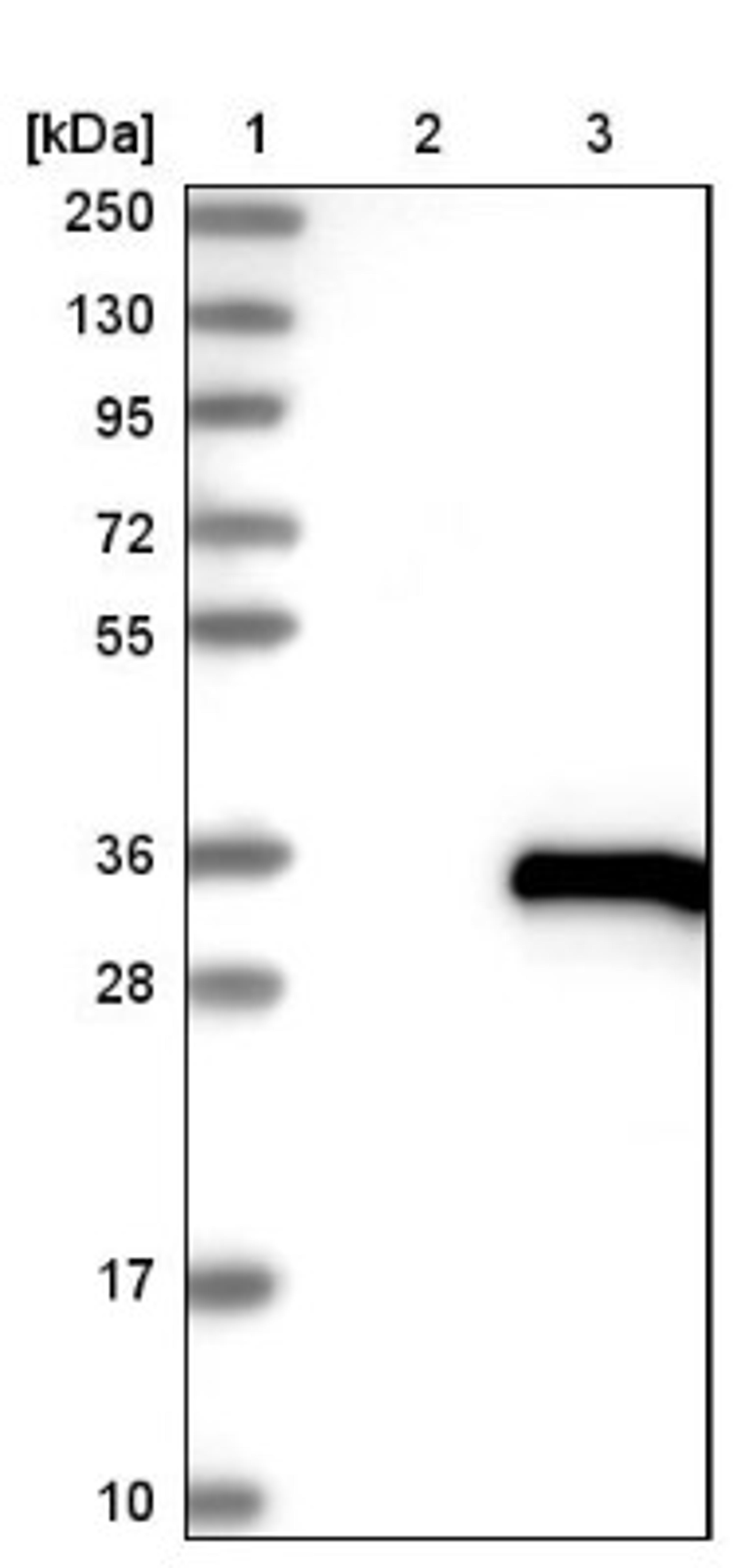 Western Blot: UBTD1 Antibody [NBP1-82311] - Lane 1: Marker [kDa] 250, 130, 95, 72, 55, 36, 28, 17, 10<br/>Lane 2: Negative control (vector only transfected HEK293T lysate)<br/>Lane 3: Over-expression lysate (Co-expressed with a C-terminal myc-DDK tag (~3.1 kDa) in mammalian HEK293T cells, LY410953)